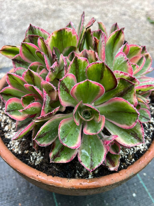 Marnier Lapostolle variegata