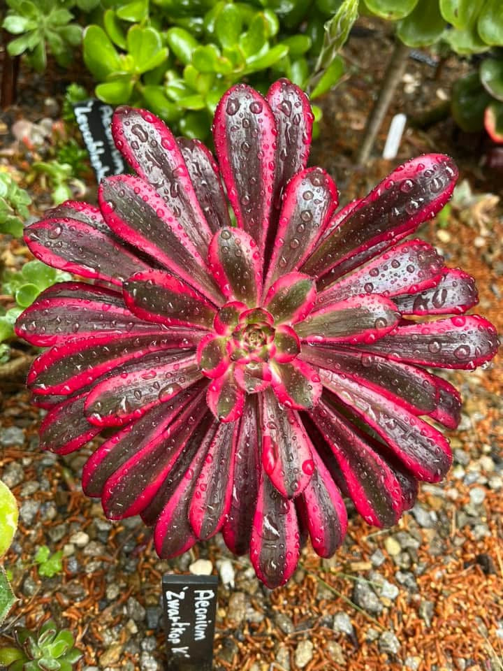 Zwartkop variegata