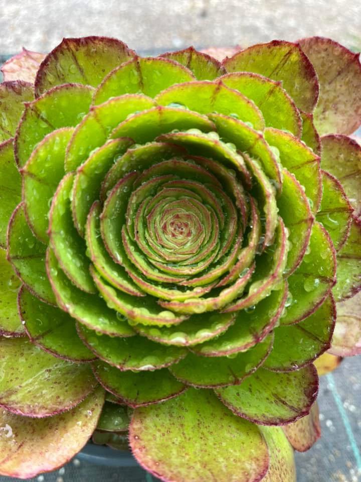 Madeira Rose