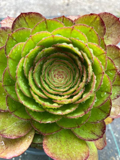 Madeira Rose