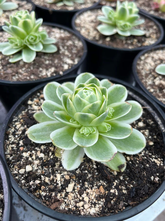 Greenovia variegata
