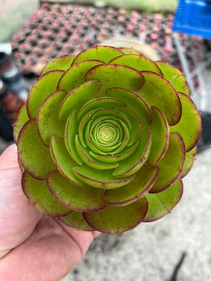 Madeira Rose