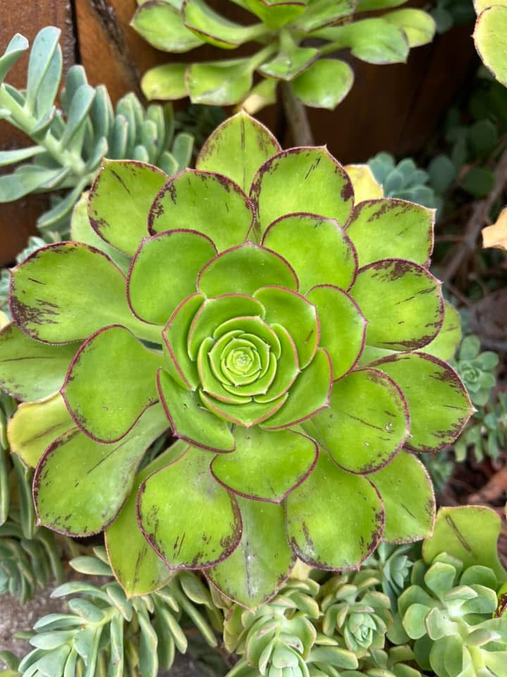 Ciliatum