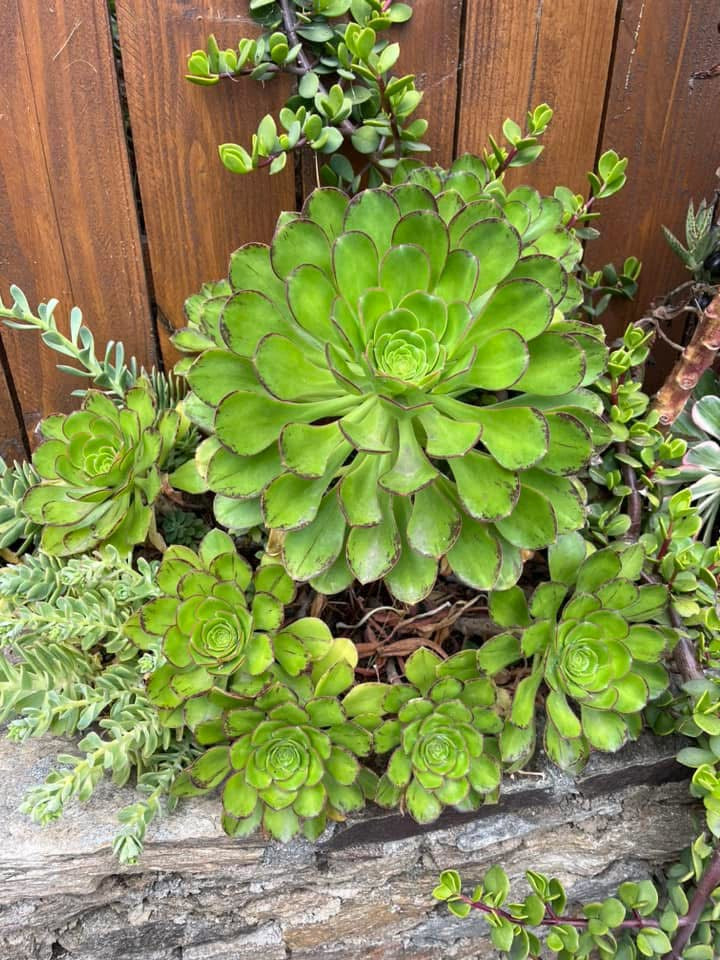 Ciliatum