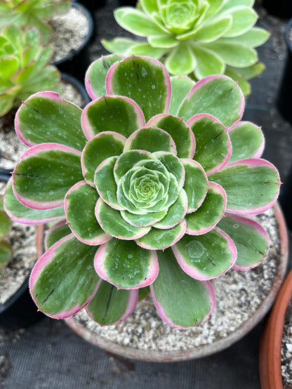 Green rose