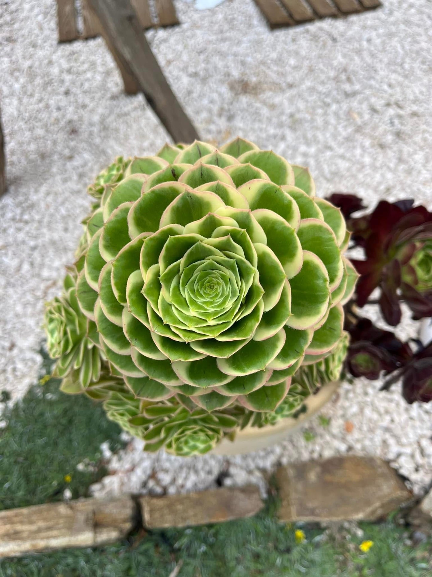 Green rose