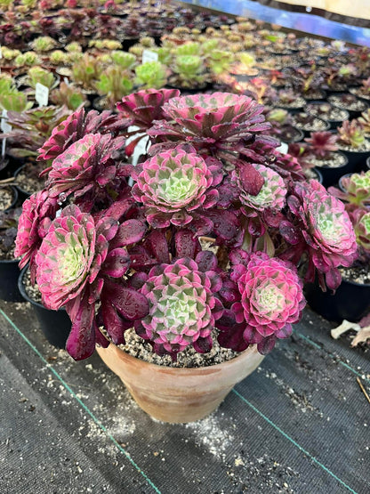 Garnet White