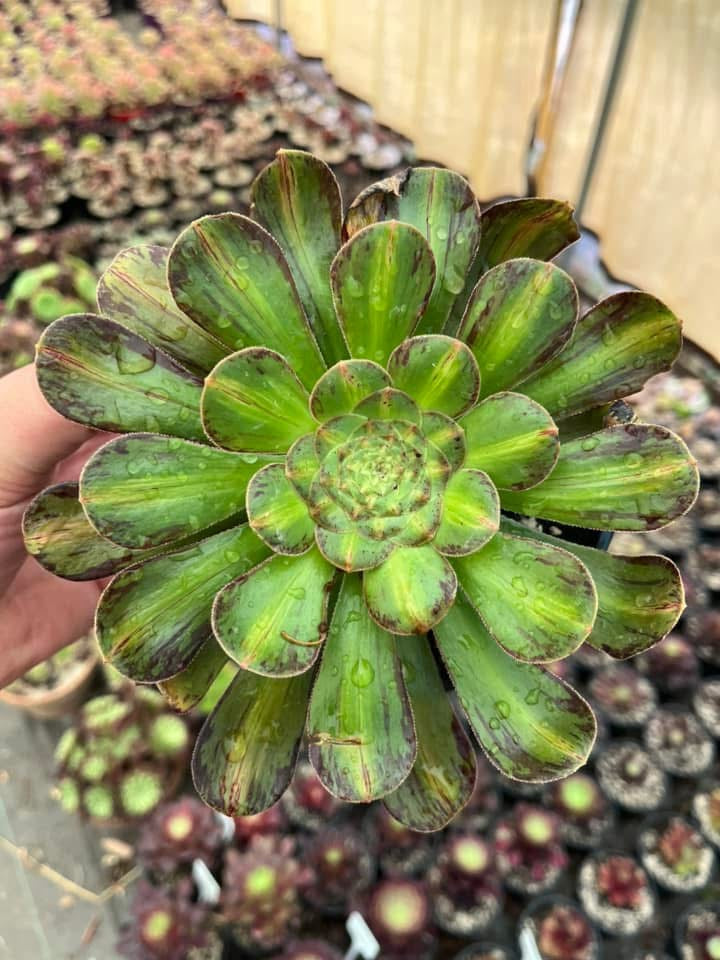 Rubrolineatum Variegata Middle