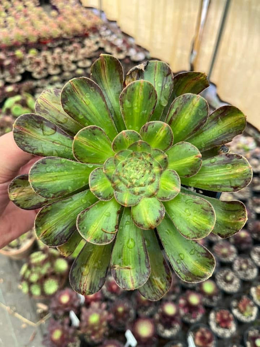 Rubrolineatum Variegata Middle