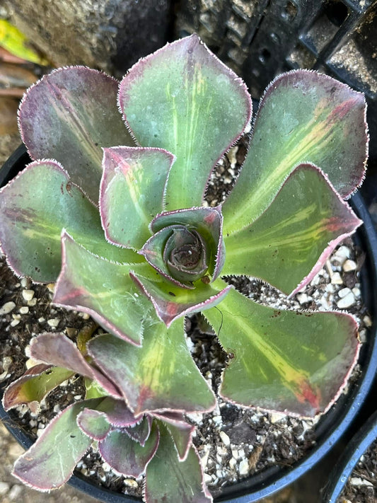 Marnier Lapostolle Variegata Middle