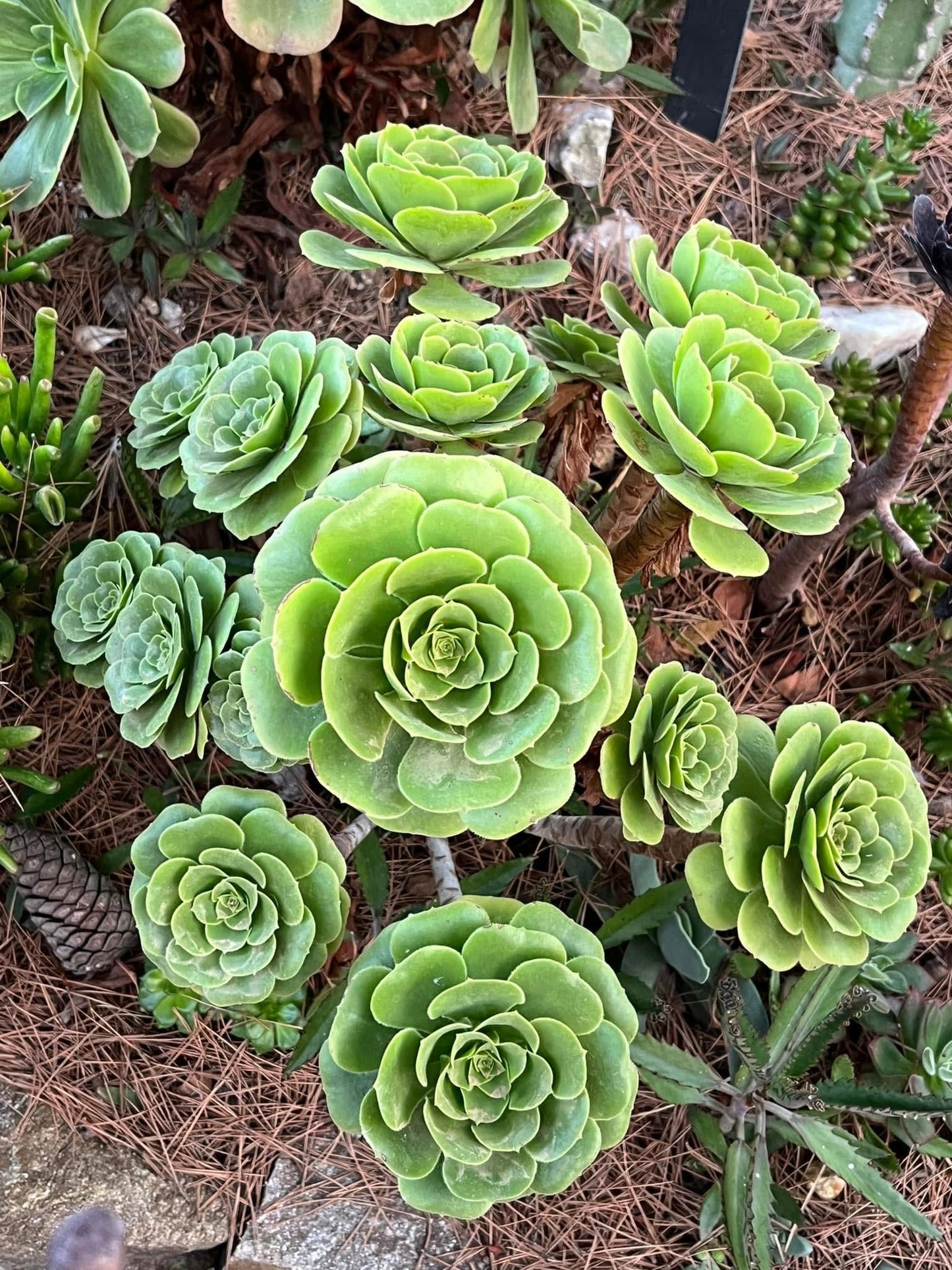 Green Cashemere