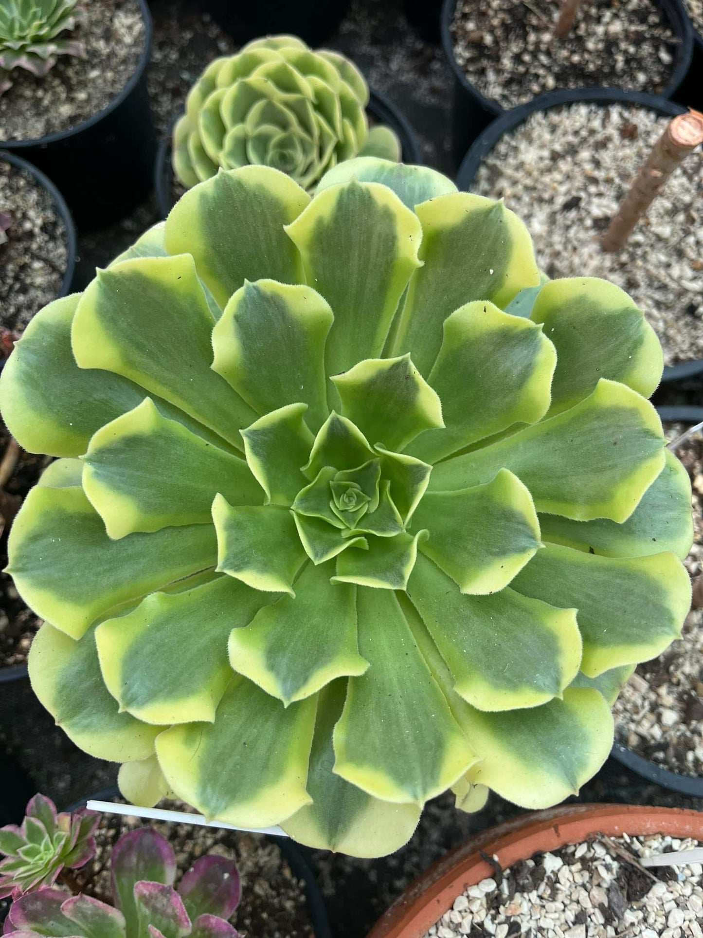 Green Médusa