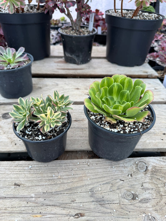 Lot 2 aeoniums