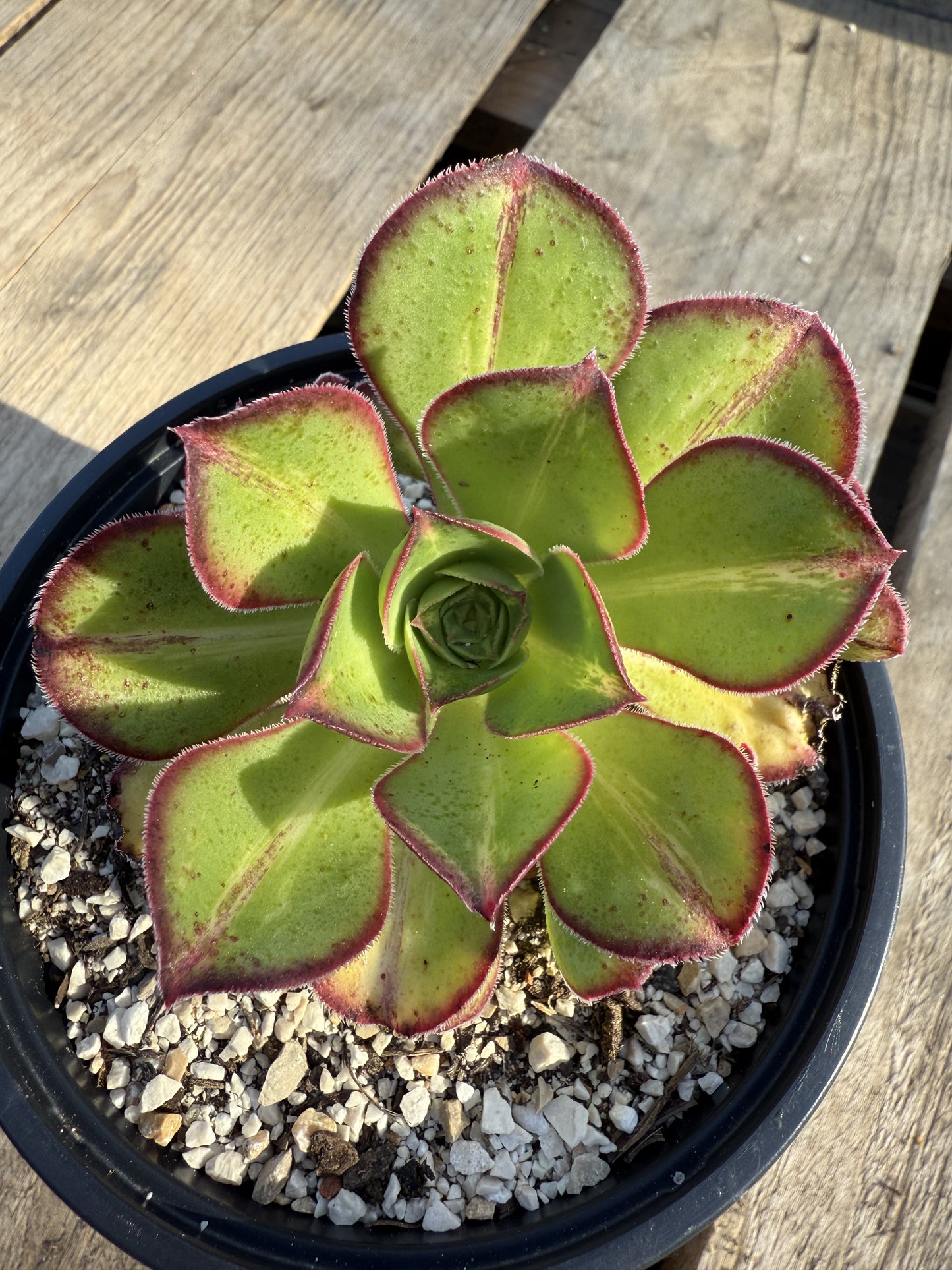 Marnier Lapostolle Variegata Middle
