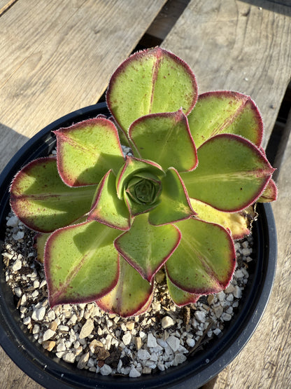 Marnier Lapostolle Variegata Middle