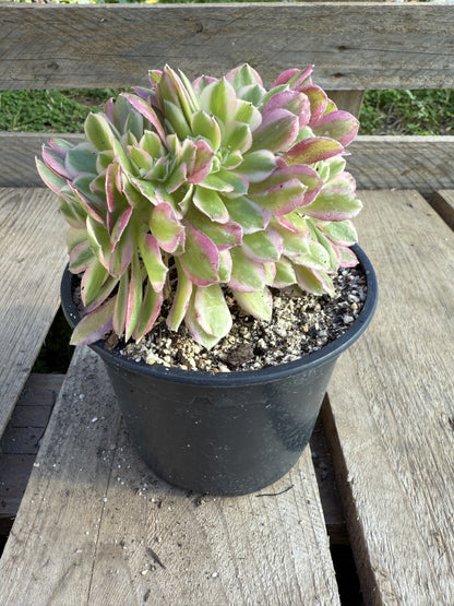 Pink witch cristé 01