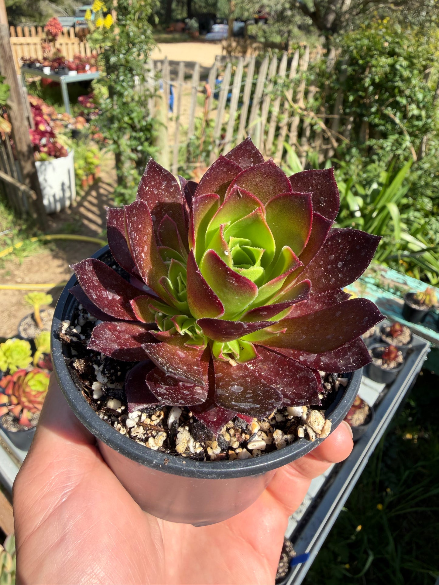 Phœnix flame