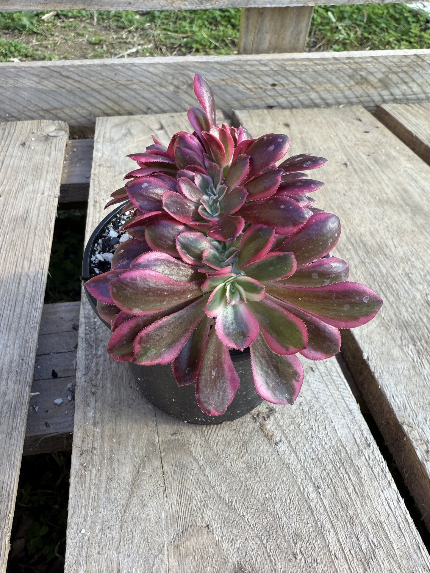 Médusa cristé 02