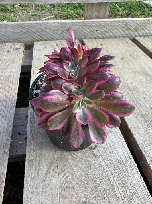 Médusa cristé 02