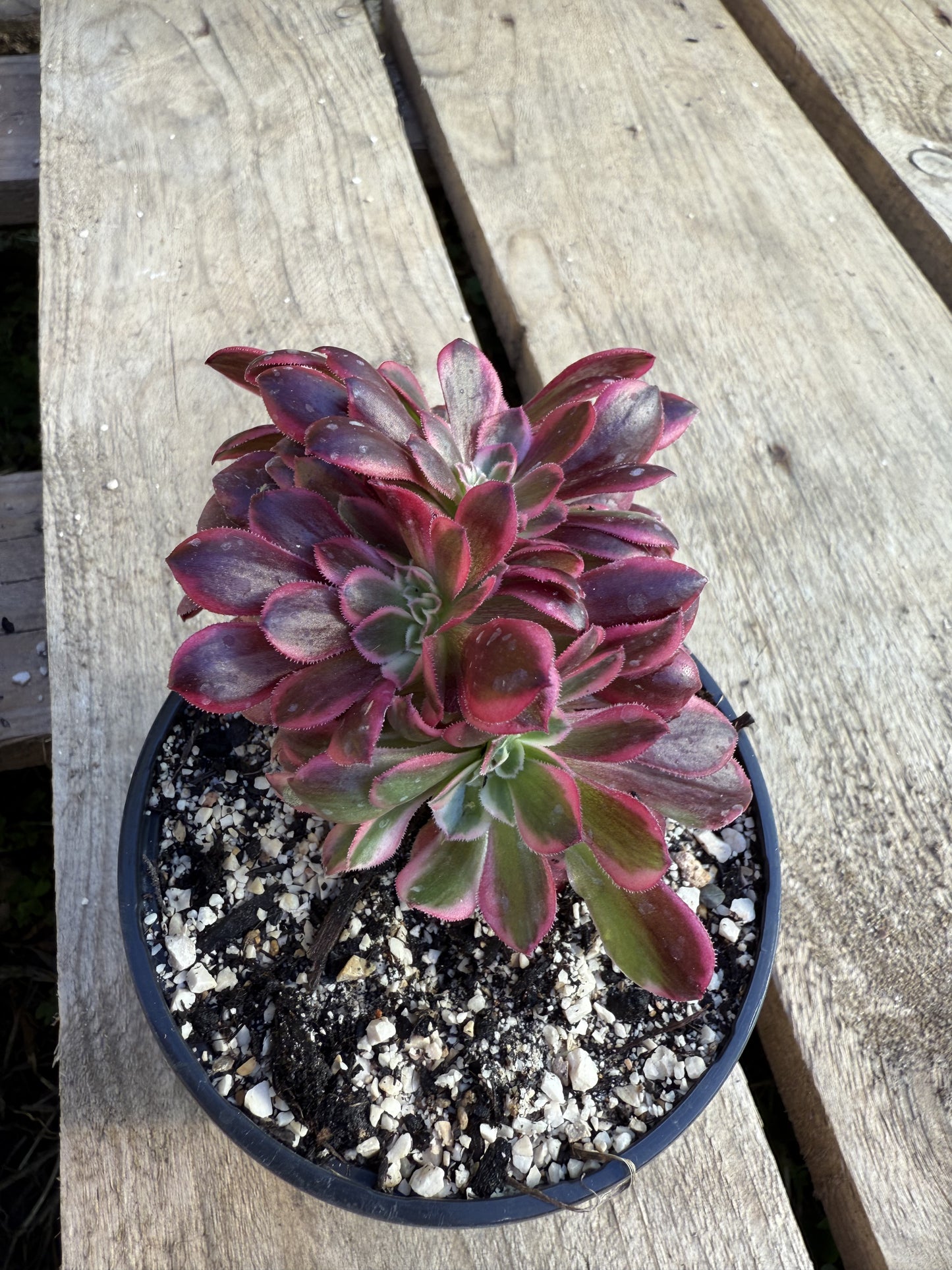 Médusa cristé 02