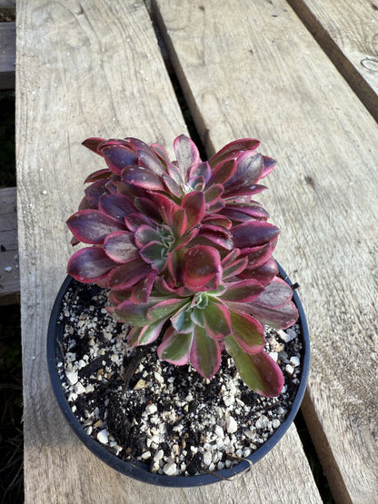 Médusa cristé 02