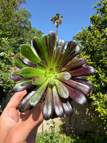 Zwartkop big bang