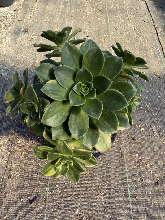 Haworthii Variegata