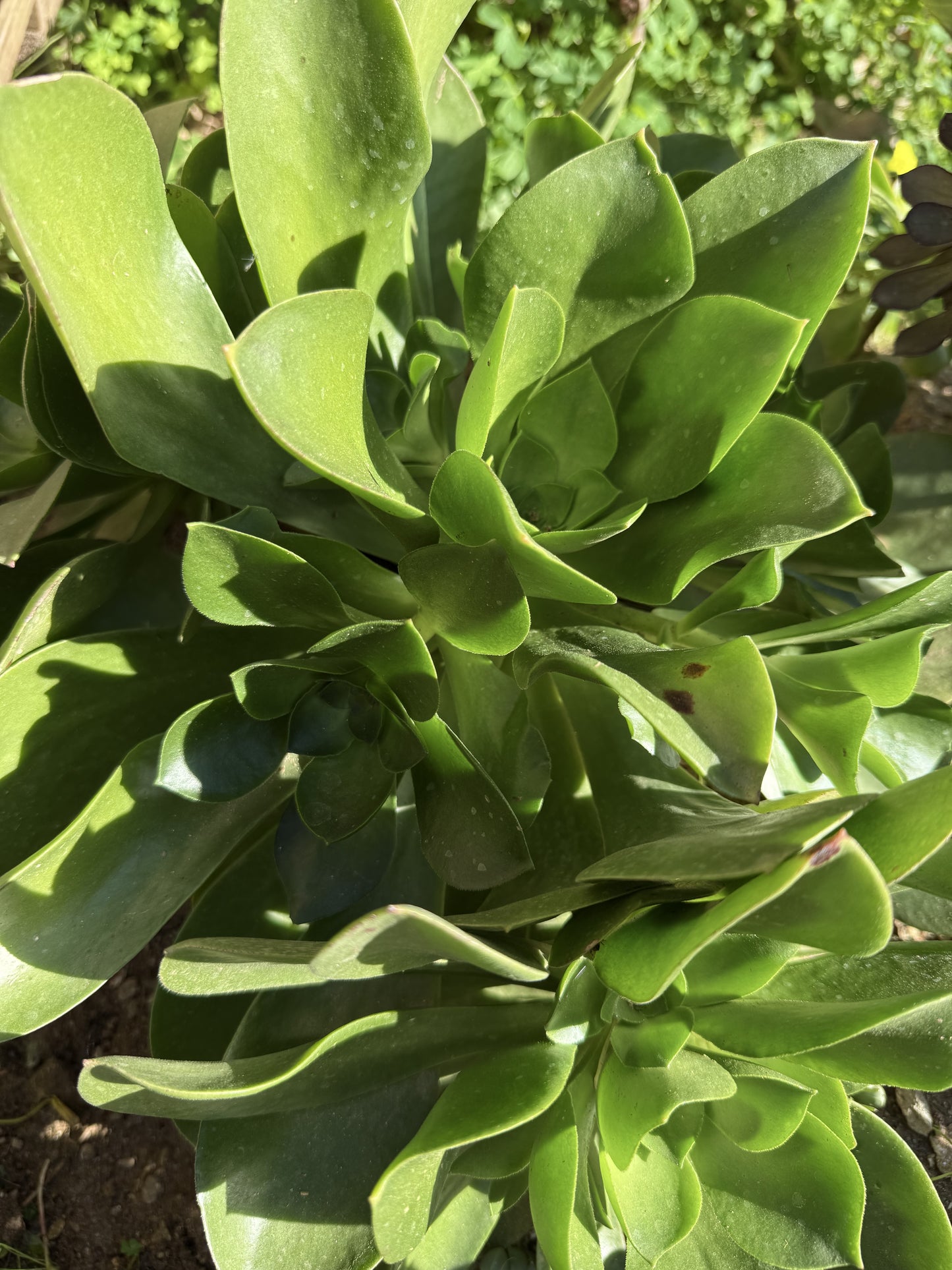Glutinosum