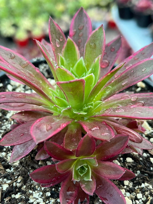 Phœnix Flame Variegata