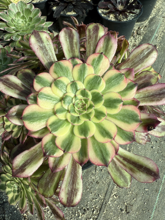 Venus