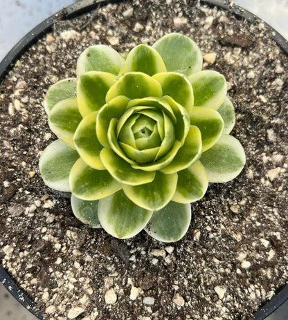 Greenovia variegata