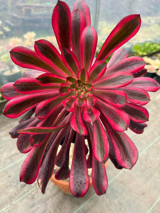 Zwartkop variegata