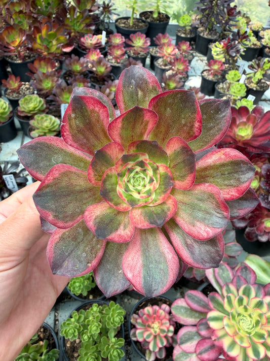 Charm Golden Rose variegata