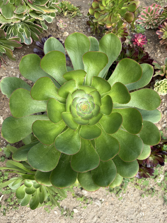 Undulatum