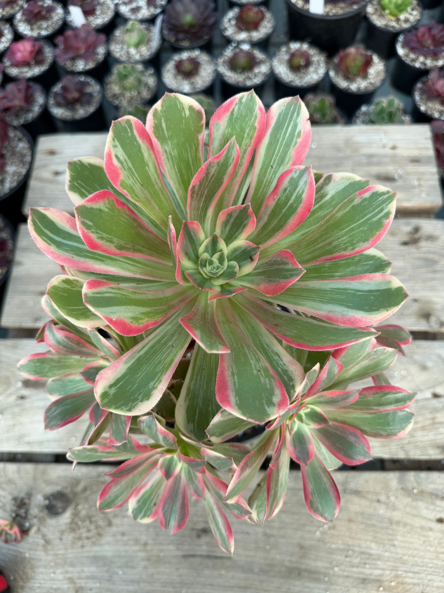 Pink fairy 01