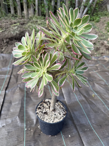 Rubrolineatum variegata 01