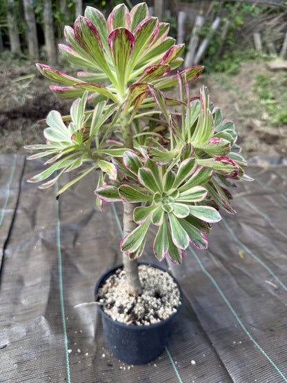 Rubrolineatum variegata 01