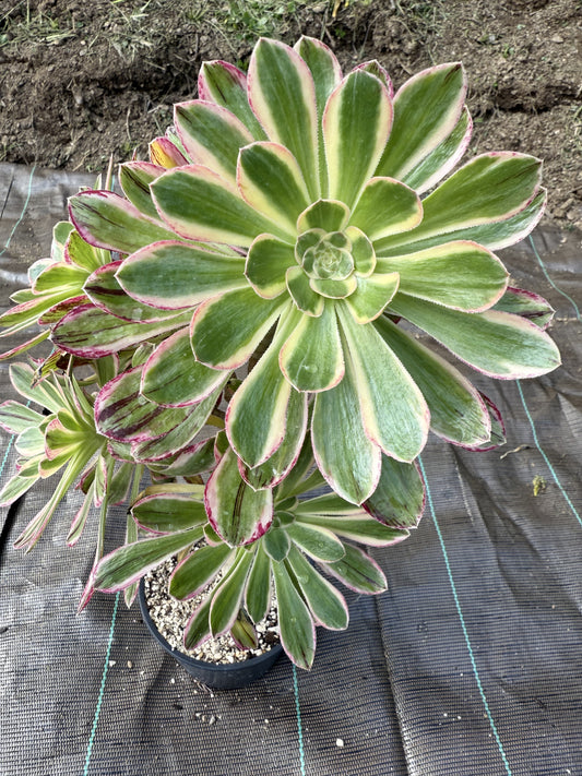Rubrolineatum variegata 01