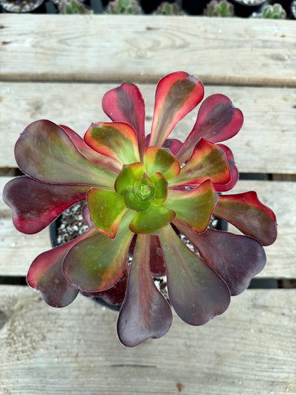 Voodoo Rainbow