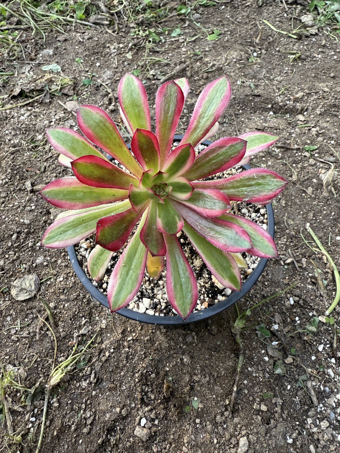 Saint Simon Violet