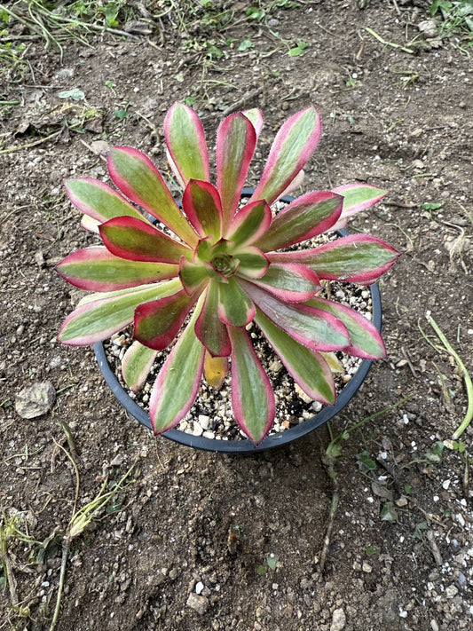 Saint Simon Violet