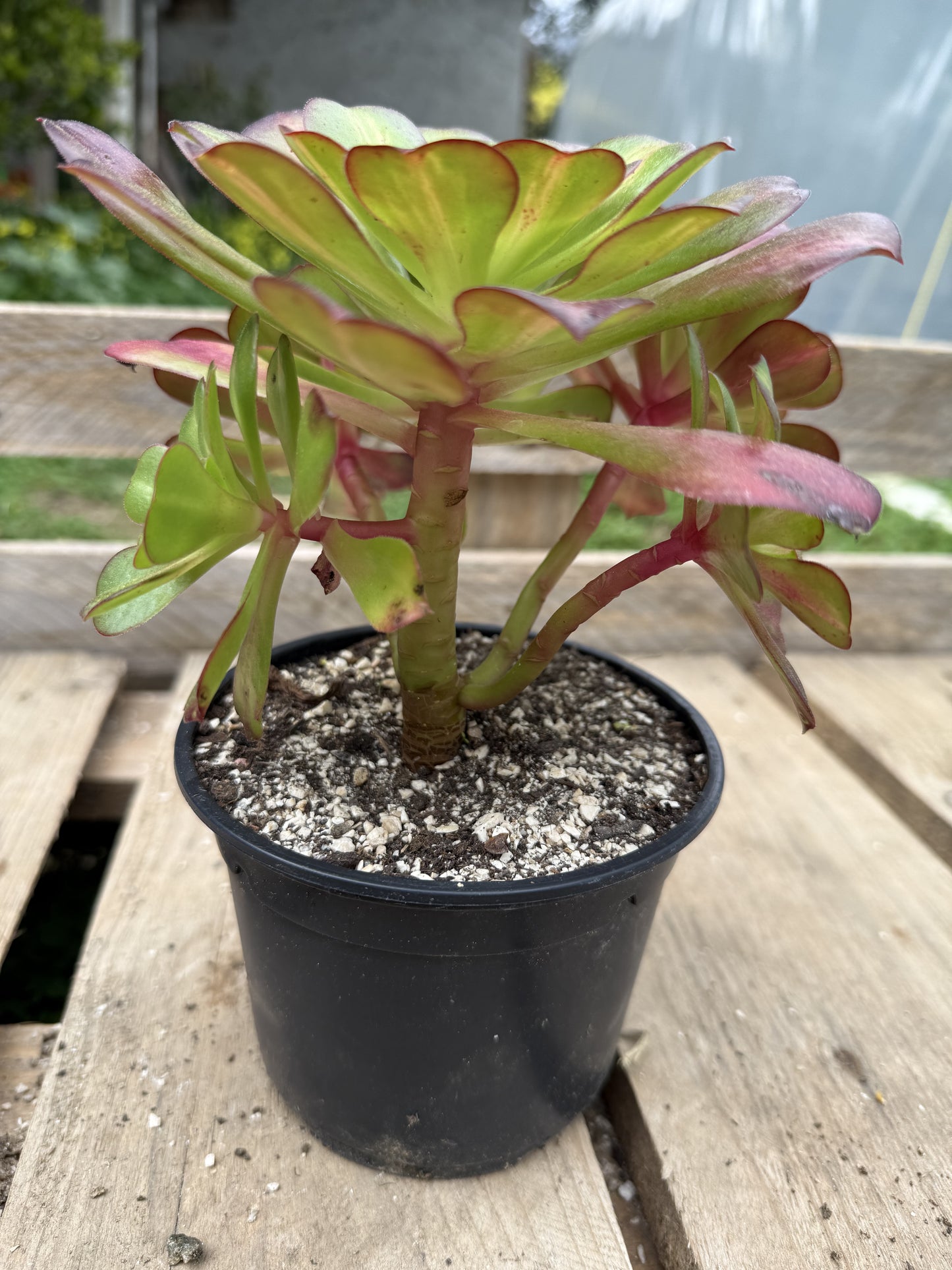Kilimanjaro 01