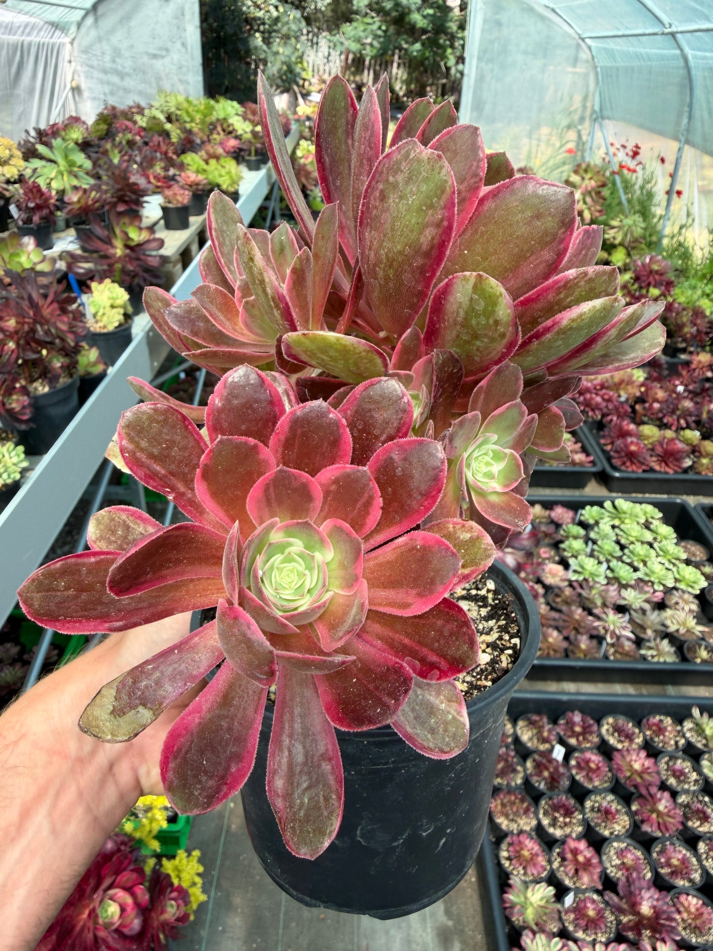 Aeonium Pink Fairy 02