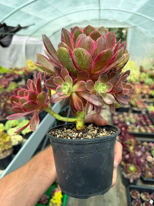 Aeonium Pink Fairy 02
