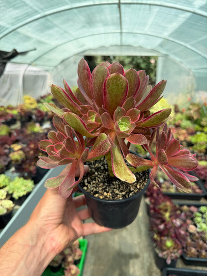 Aeonium Pink Fairy 02