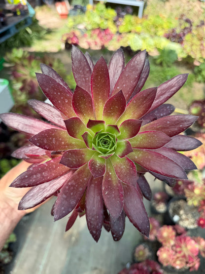 Aeonium Peacock
