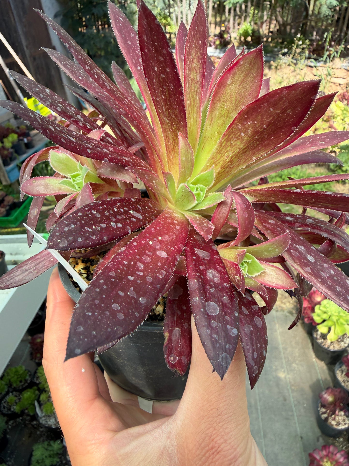 Aeonium Peacock