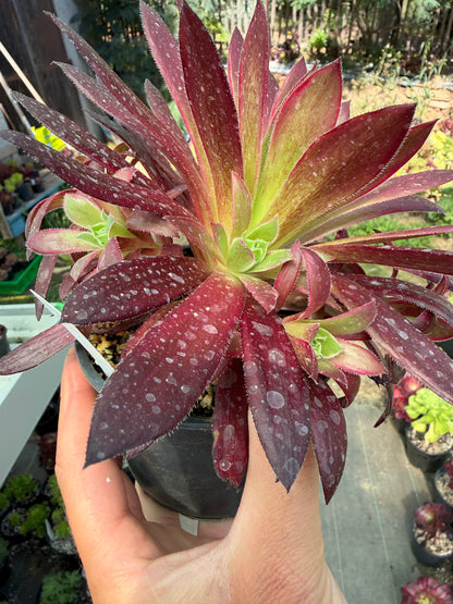 Aeonium Peacock