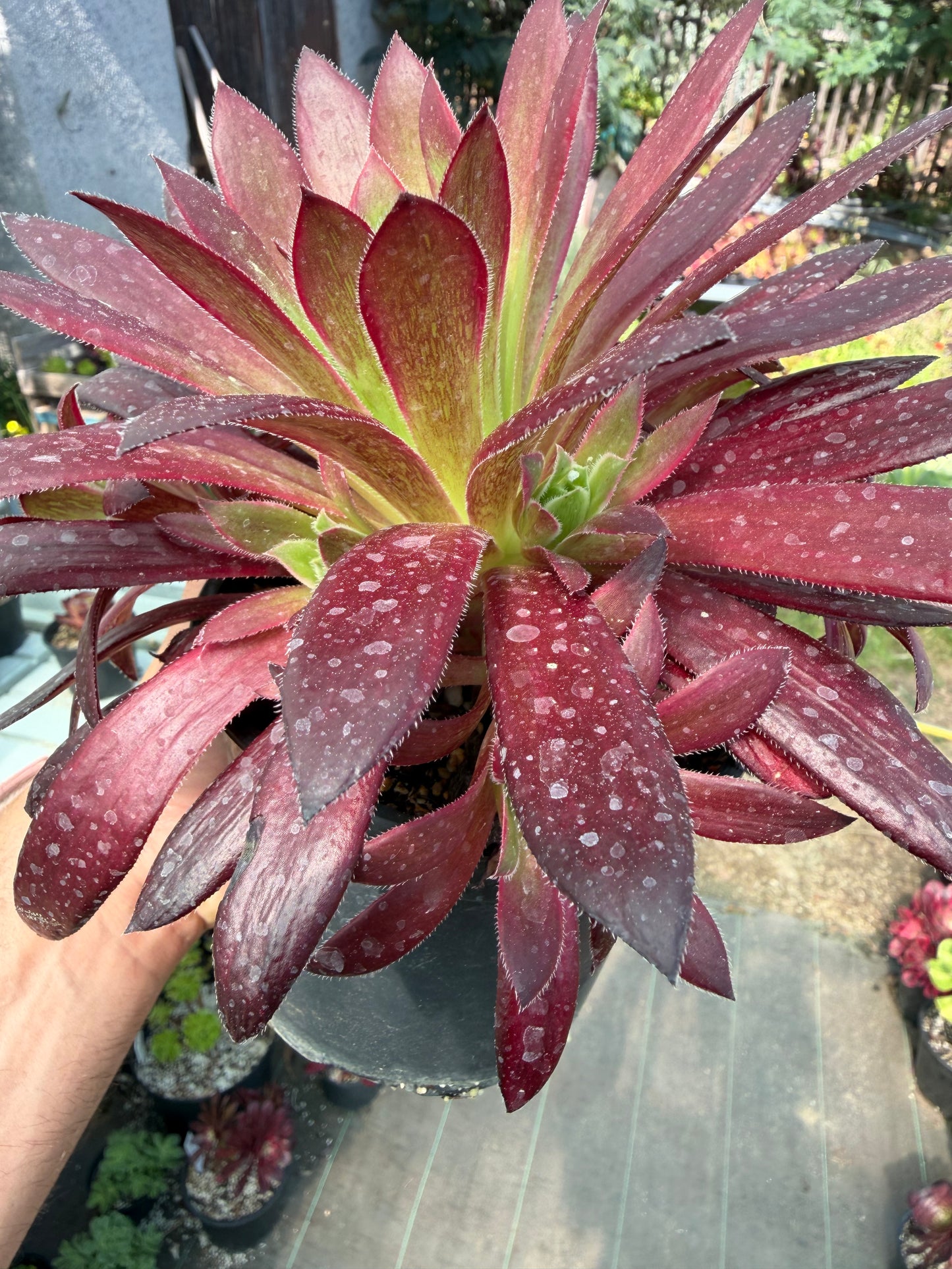 Aeonium Peacock