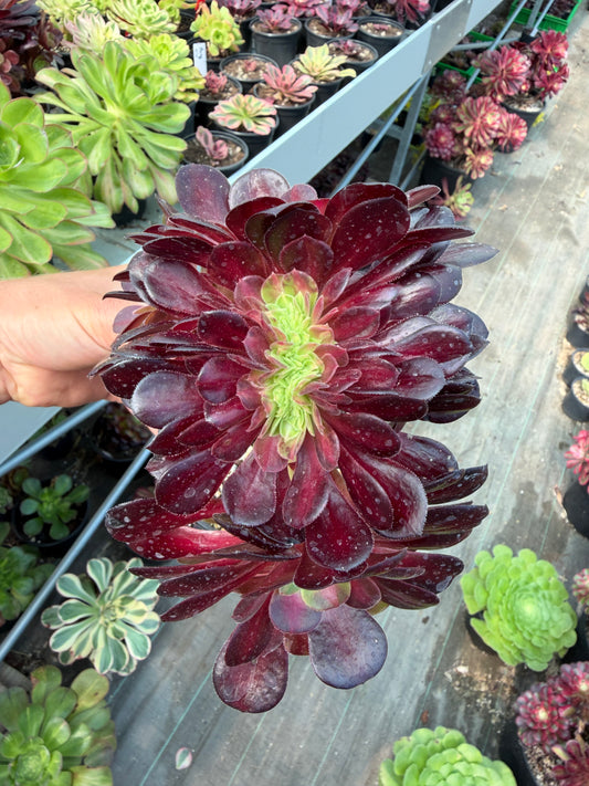 Kilimanjaro